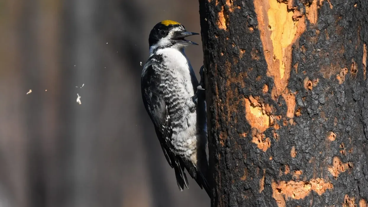One of the most interesting black-backed woodpecker facts is that it favors recently burned forests as their habitats