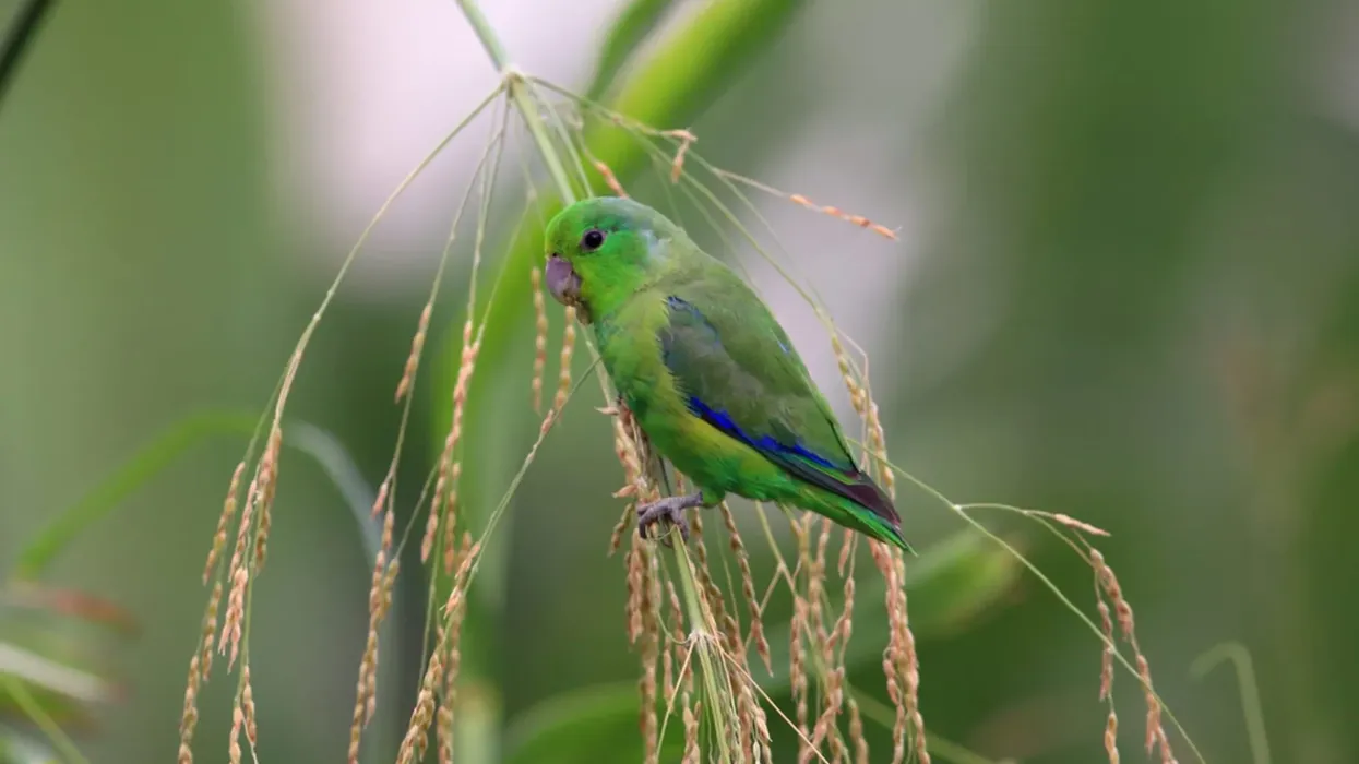 One of the most interesting blue-winged parrotlet facts is they are named for their blue wing coverts.