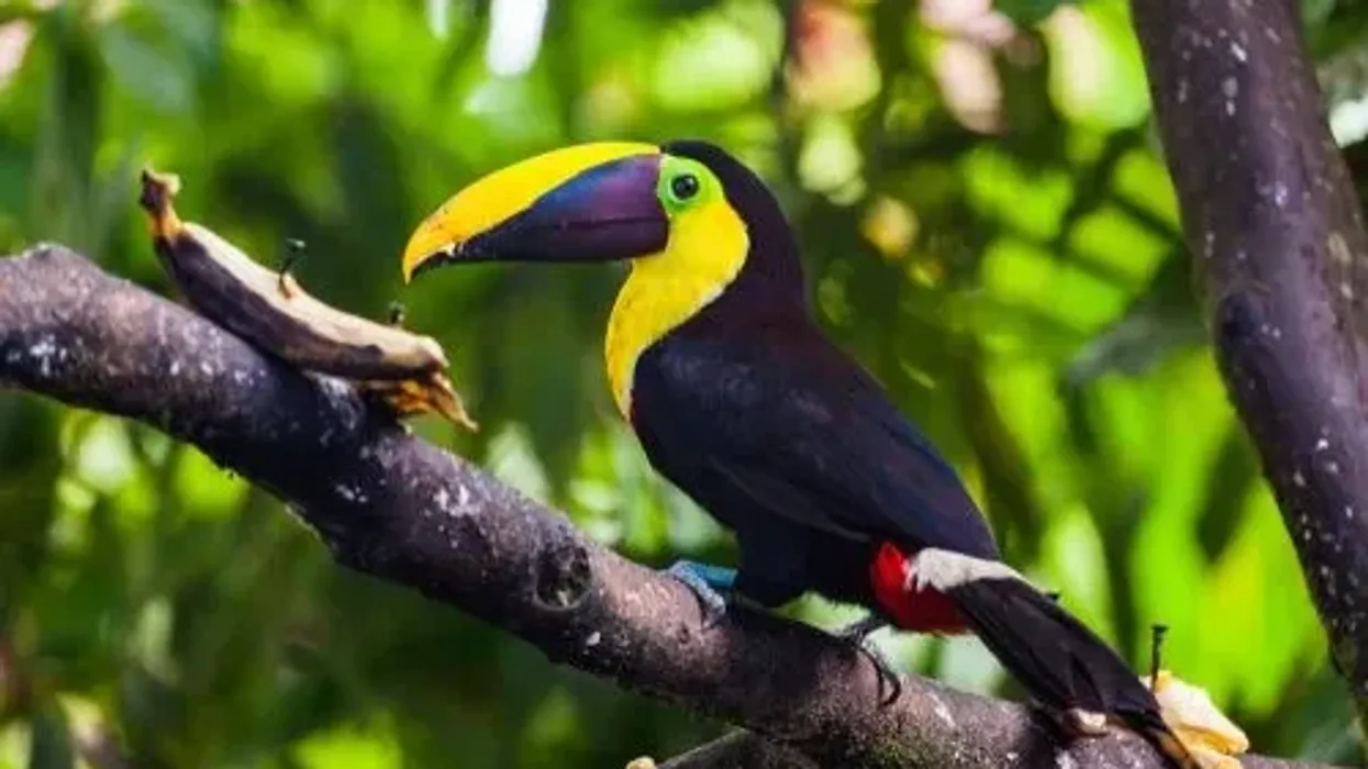 One of the most interesting Choco toucan facts is that it has a large, black and yellow bill.