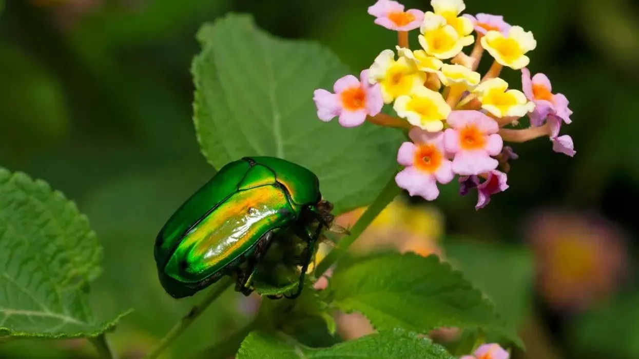 One of the most interesting Christmas beetle facts is that you can easily find them in Australia during the winter season