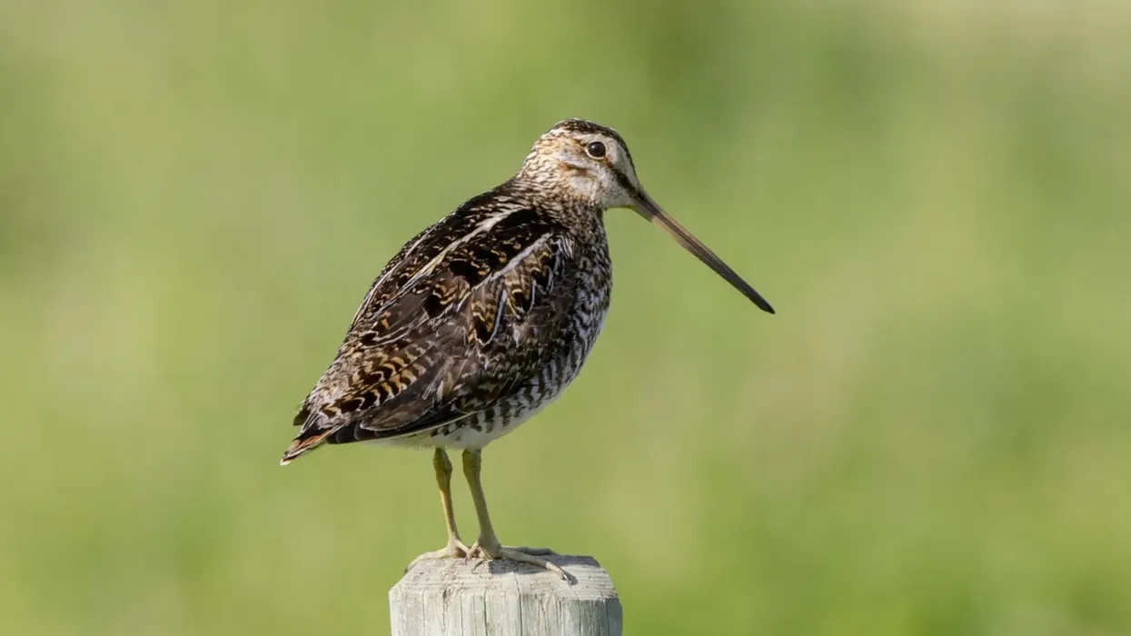 One of the most interesting common snipe facts is that they are found not just in North America and South America, but across the entire world.