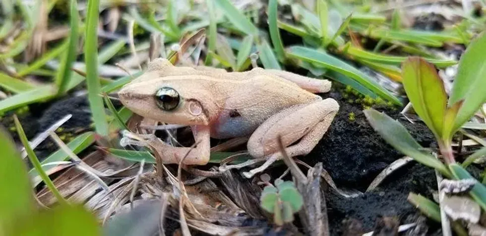One of the most interesting coqui facts is, in Puerto Rico, these are native species however when it come to Hawaiin islands they are invasive species.