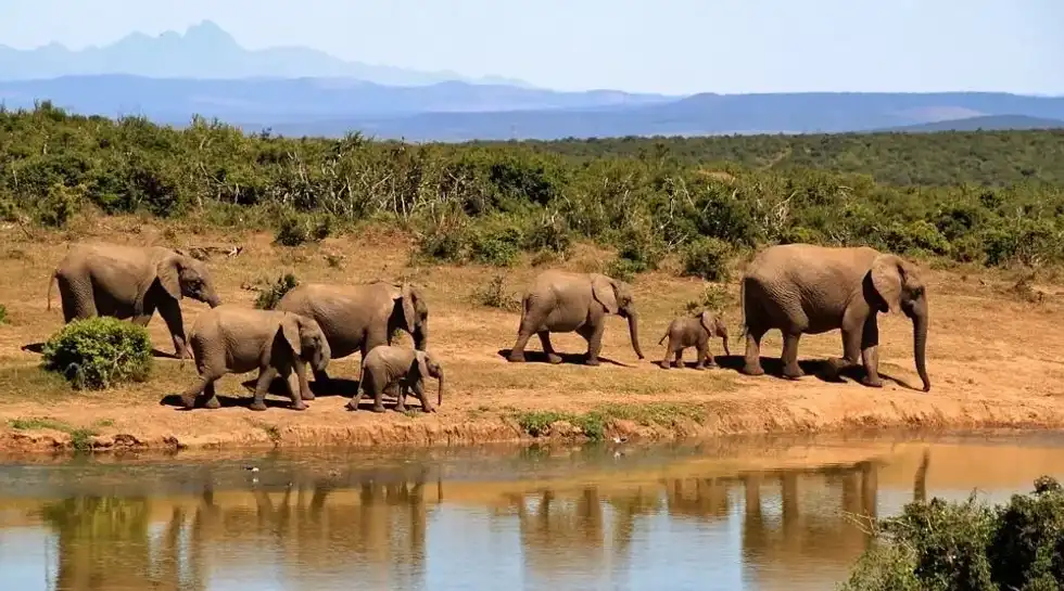 One of the most interesting facts about savannas is they have separate regions for herbivores and carnivores animals, herbivores animals live in areas that have more grass and fauna also known as savanna biome.