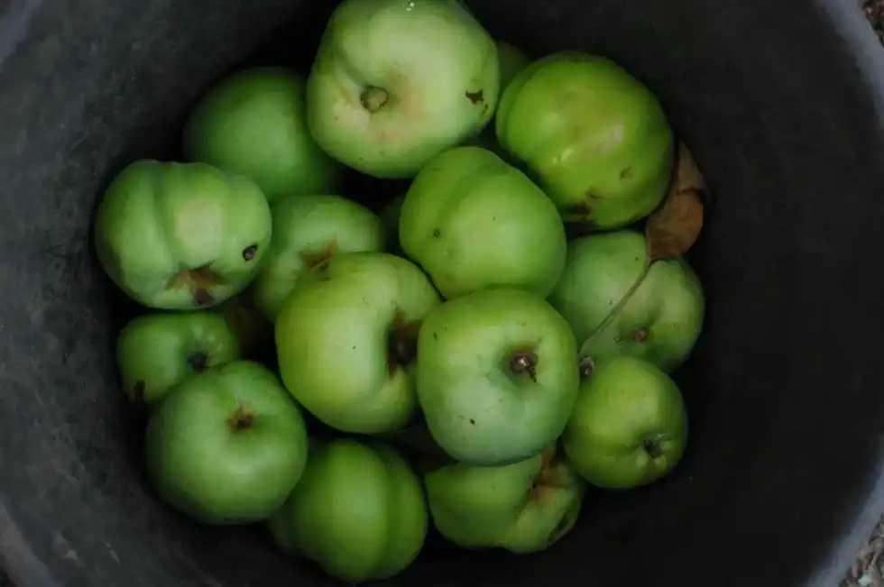 One of the most interesting Granny Smith apples facts is that these bright green apples do not turn brown as promptly as the other apple varieties do, due to their high acid content.