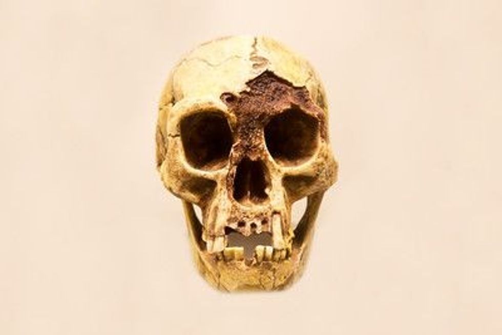 One of the most interesting Homo Floresiensis Facts is that it is believed that they might have reached the island through water transport around 100,000 years ago!