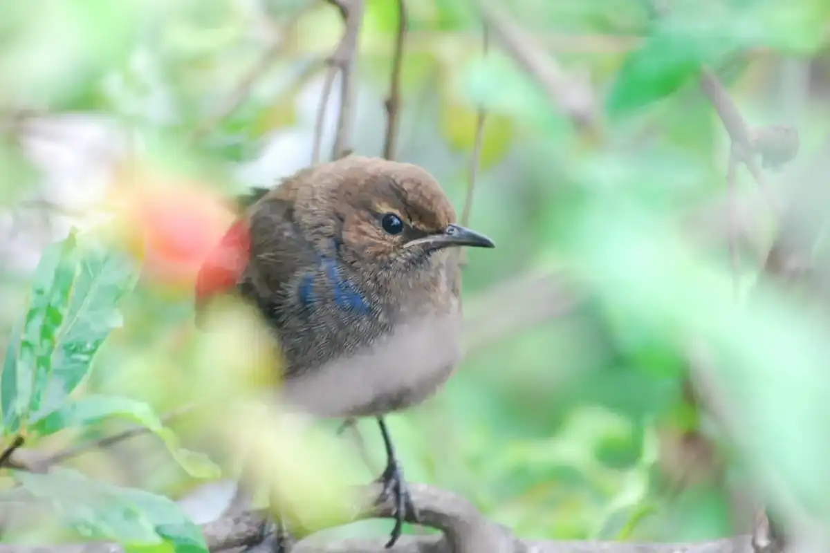 One of the most interesting Indian robin facts is that they can vary in color depending on where they are from.
