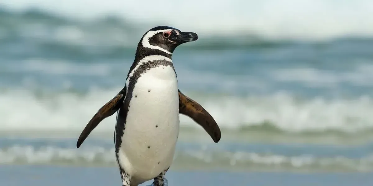 Fun Magellanic Penguin Facts For Kids | Kidadl