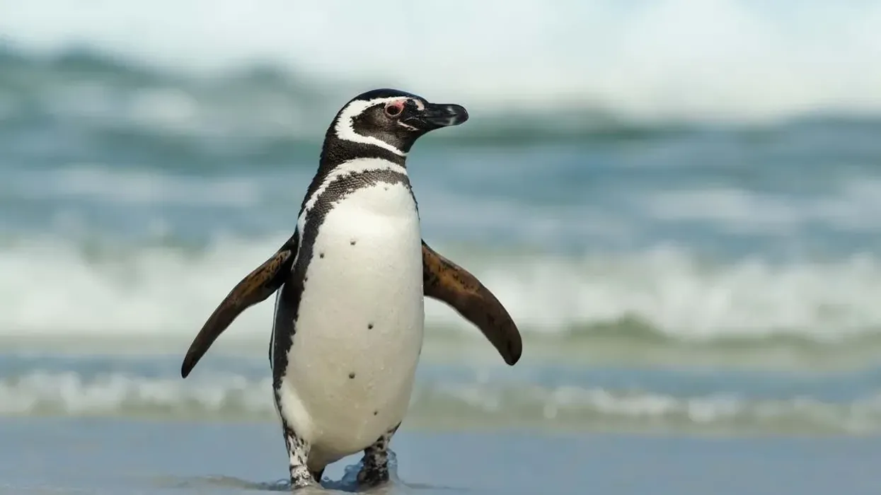 One of the most interesting Magellanic Penguin facts is that they are known for their white belly and black body