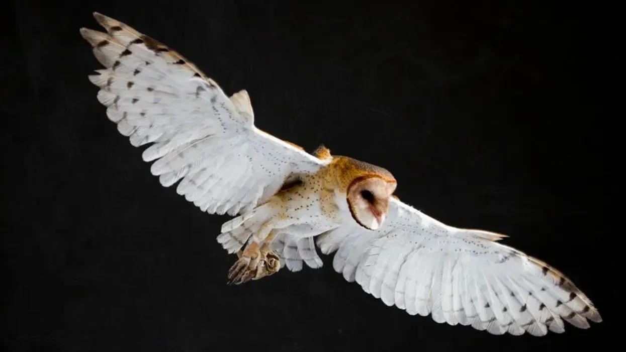 One of the most interesting North American barn owl facts is that it has a short light brown tail and rounded wings.
