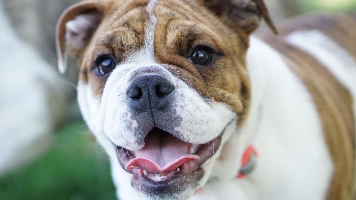 One of the most interesting of the English Bulldog descendants, you can not miss these Victorian Bulldog Facts!