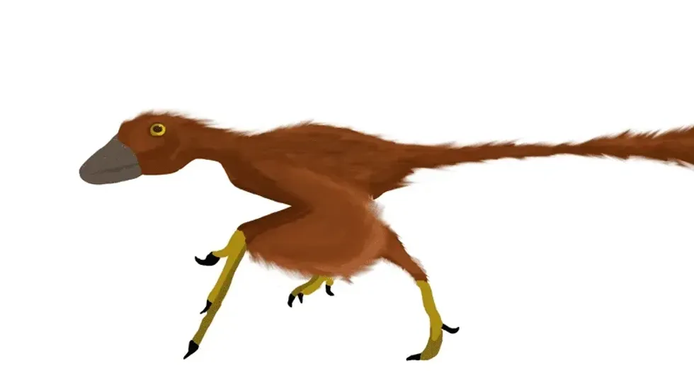 One of the most interesting Scansoriopteryx facts is that it had a long third finger which possibly supported a membranous wing.