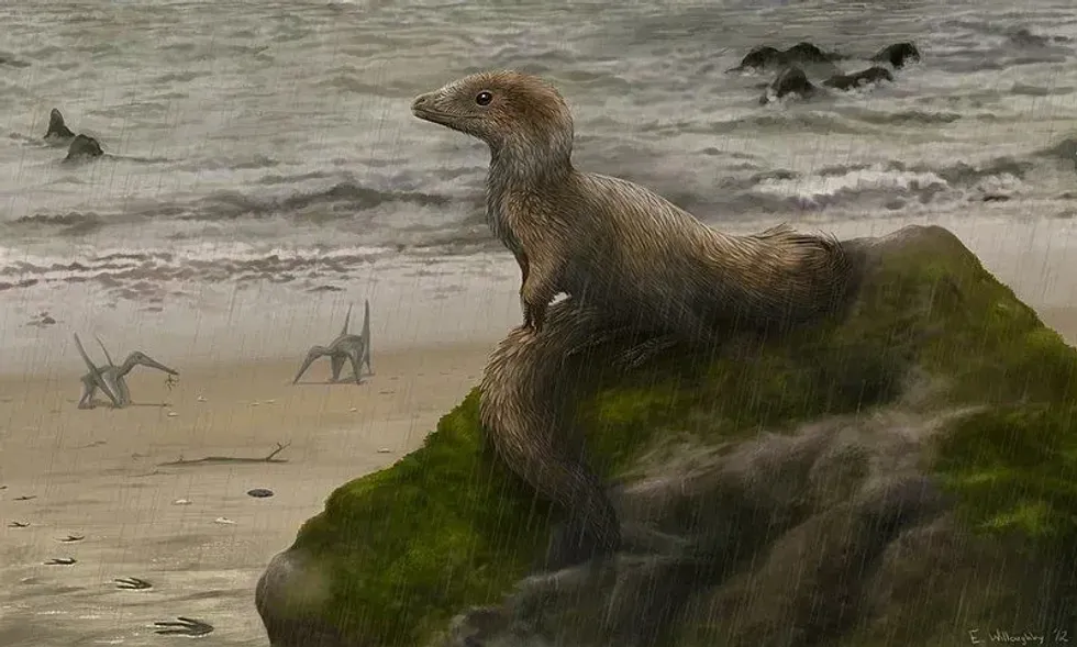 One of the most interesting Sciurumimus facts is that it was a feathered Theropod dinosaur.