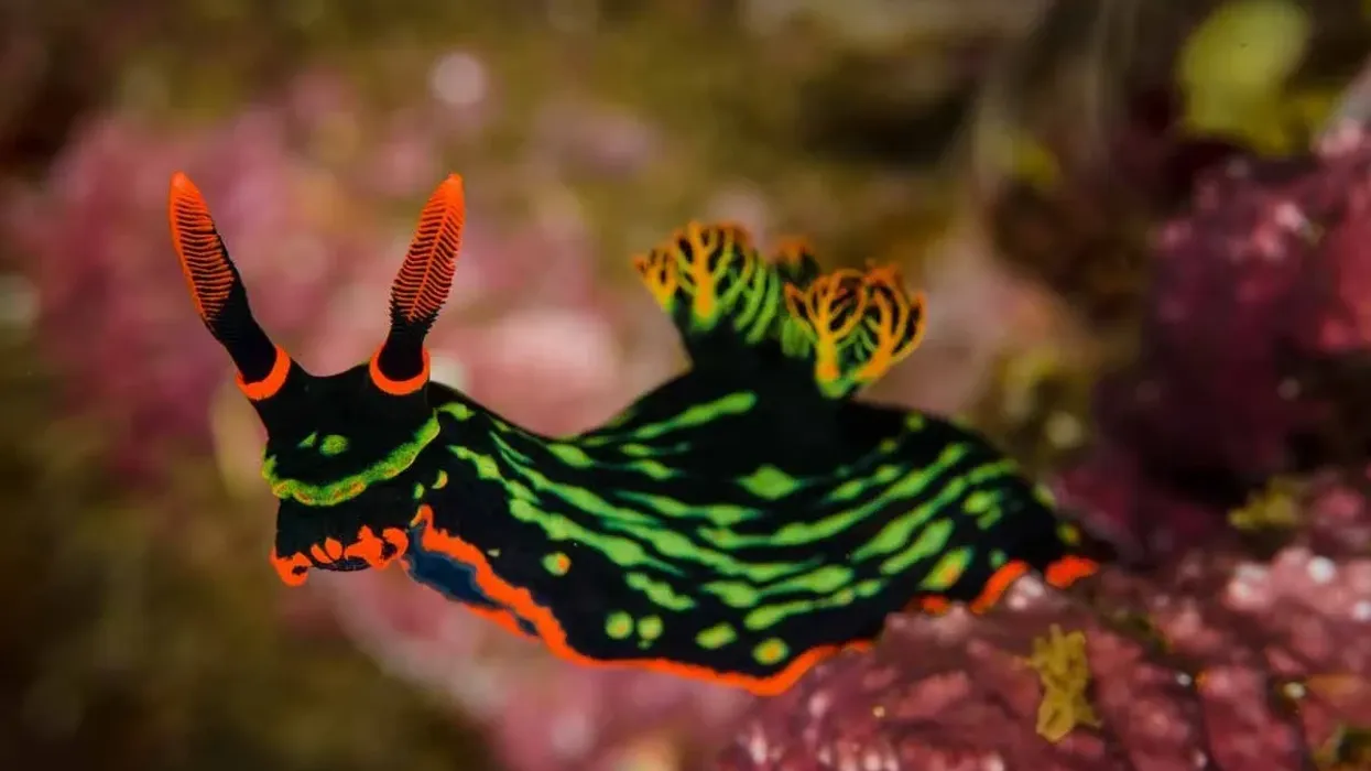 One of the most interesting sea slug facts is that they can be seen in many combinations of bright and attractive colors