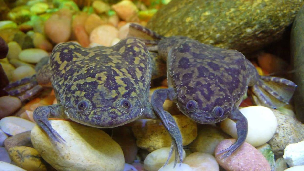 One of the most interesting Xenopus facts is that they are also known as African clawed frogs, or Xenopus laevis and Xenopus tropicalis.