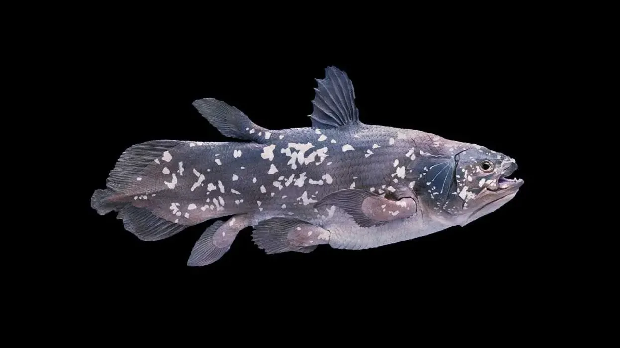 One of the most tragic coelacanth facts is that both coelacanth fish species may become extinct in the future