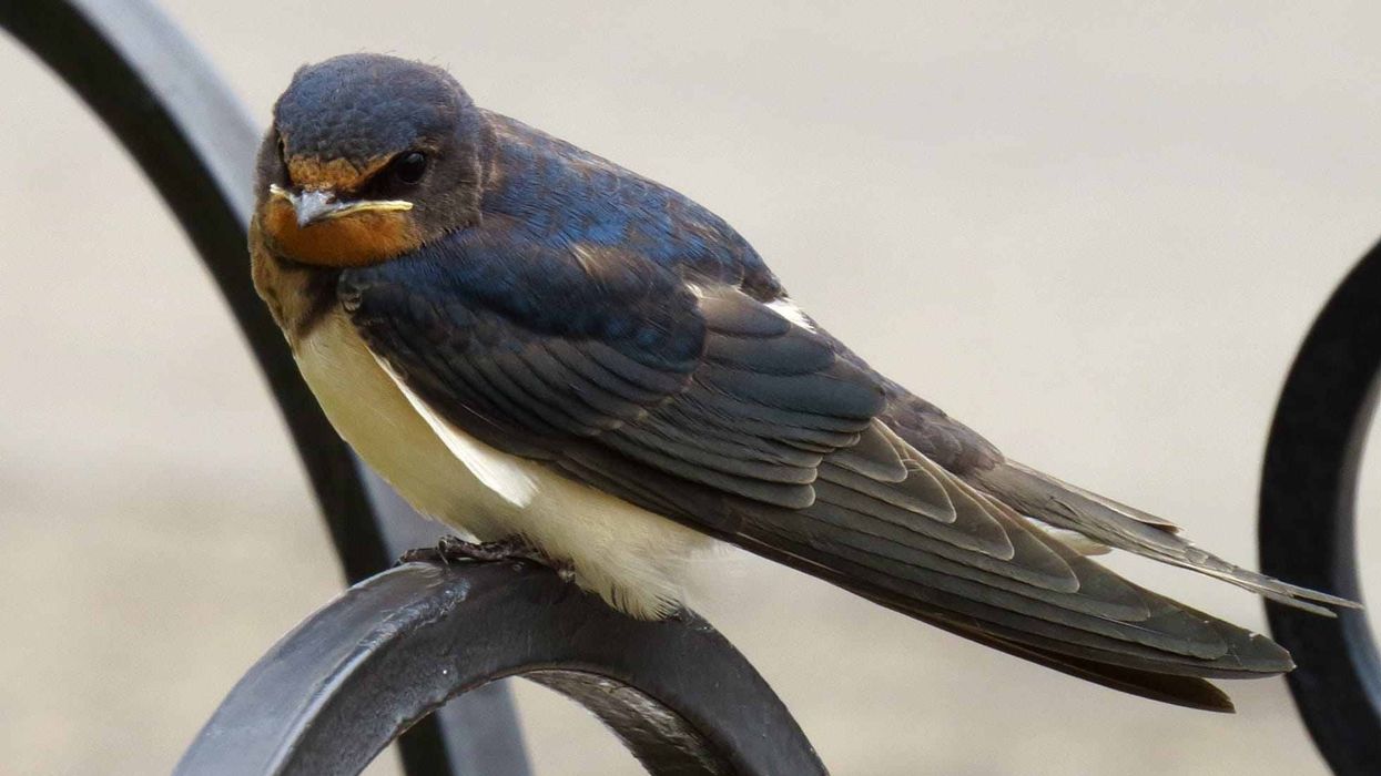 One of the most well-known barn swallow facts is that the bird has a deeply forked tail.