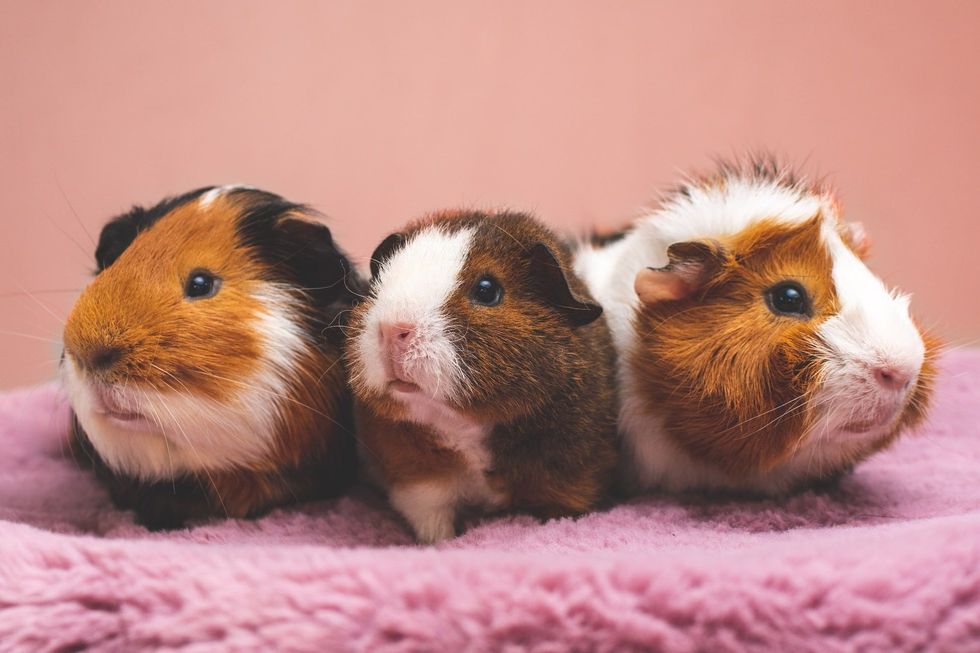 One of the popular German animal names is Meerschweinchen for a Guinea pig.