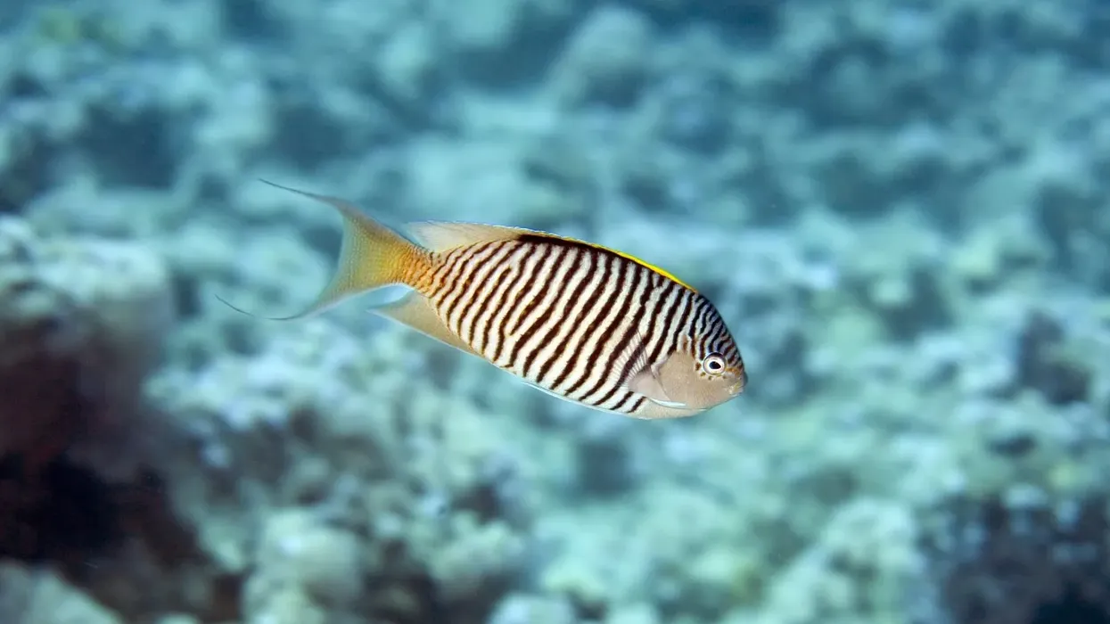 One of the rare Zebra Angelfish facts is that, unlike other fish which tend to migrate, this particular fish stays where it is instead of traveling to faraway waters.