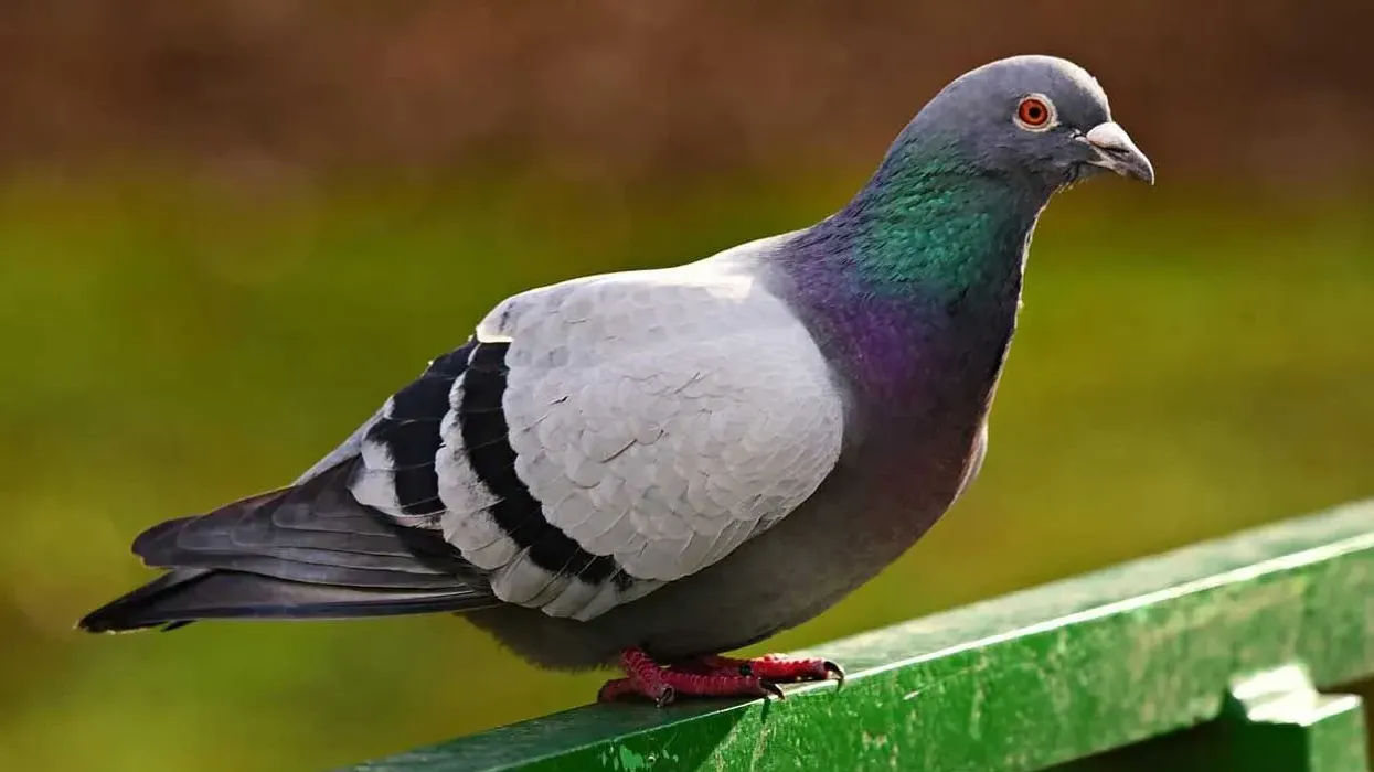 One of the rock pigeon facts is that they are an extremely complex and intelligent species of birds.