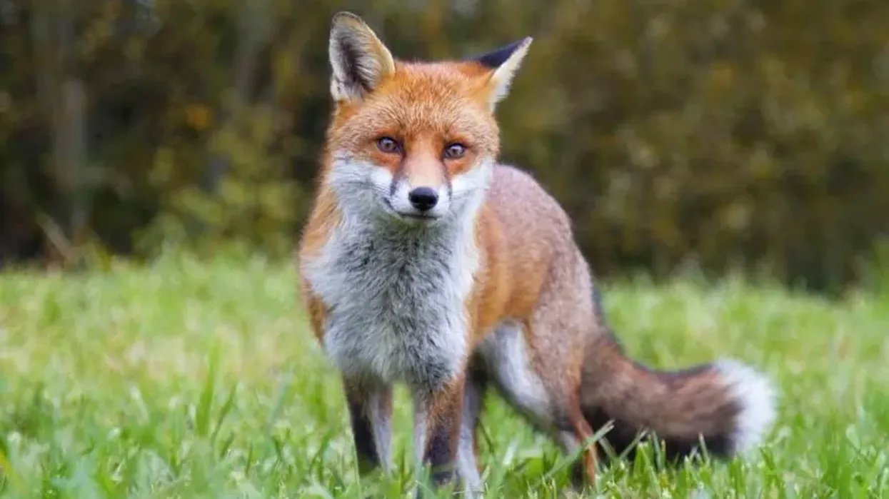 One of the unique facts about foxes is that they have pointy ears and beady eyes