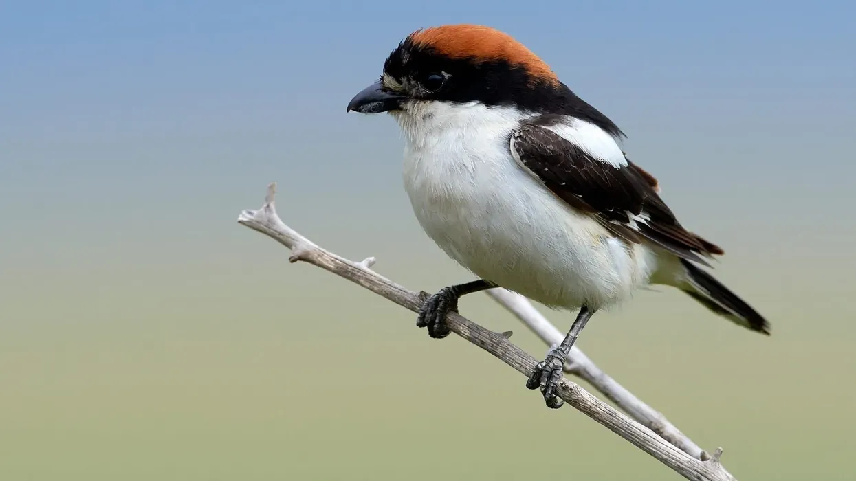 One of the widely appraised woodchat shrike facts is these birds love old orchid tress and often sit on prominent perches especially during winters.