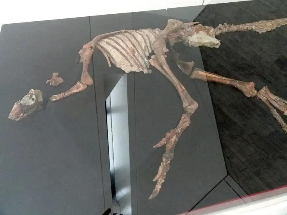 One of the widely known Parksosaurus facts is they were excellent runners and could move very fast.