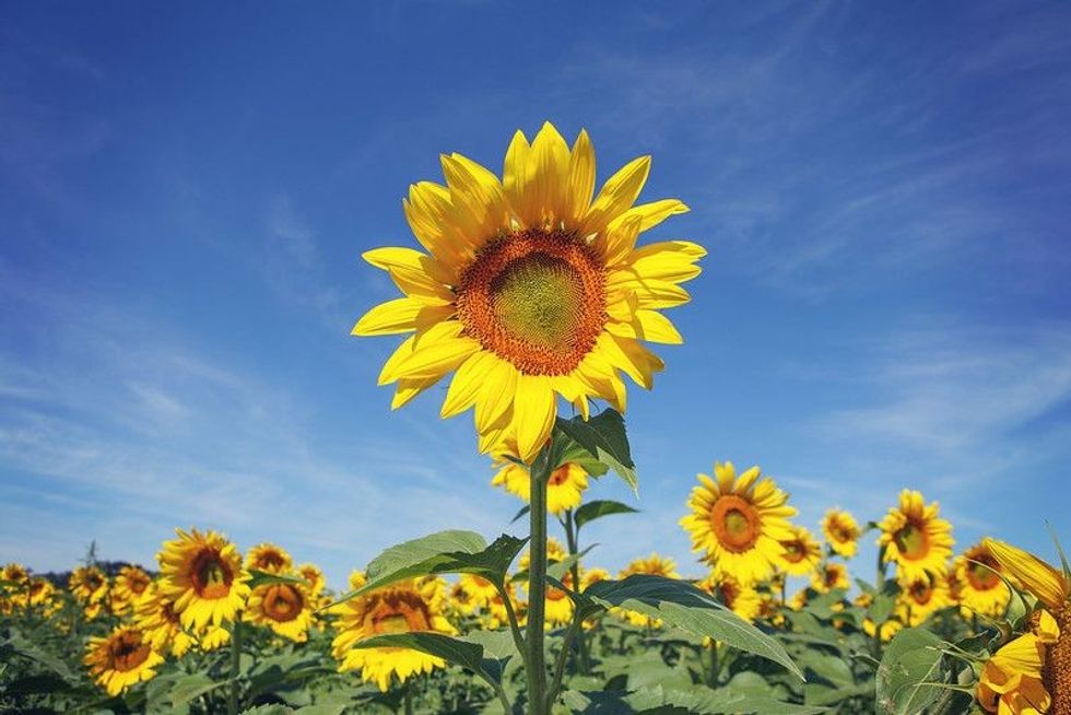 One sunflower rising above the rest.
