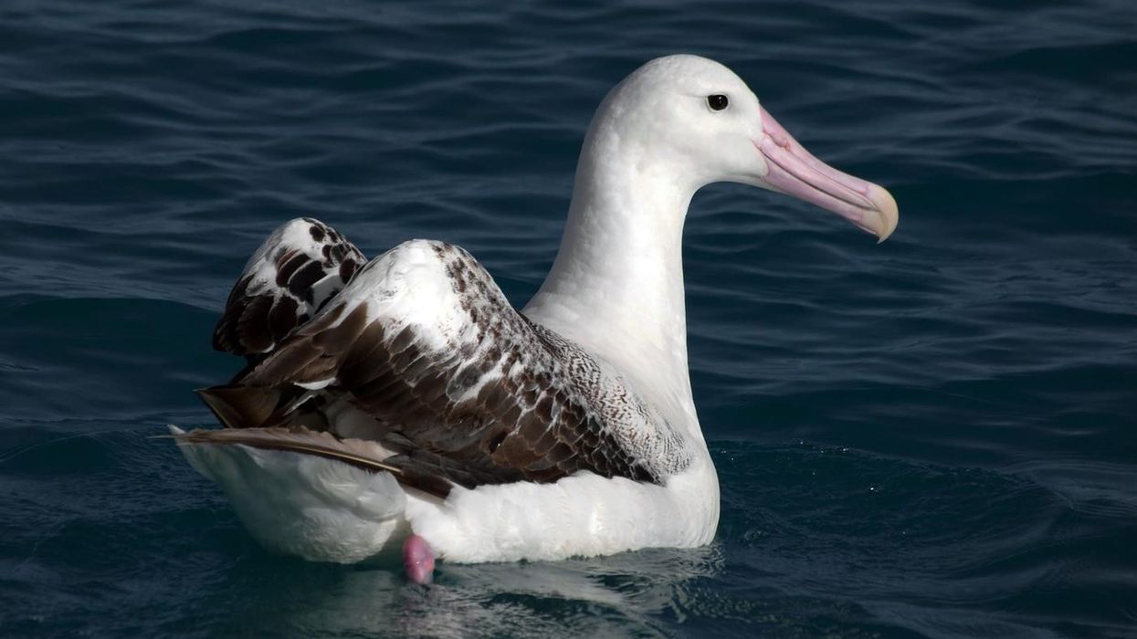 One wandering albatross fact that is sure to put a smile on your face is that these birds mate for life.