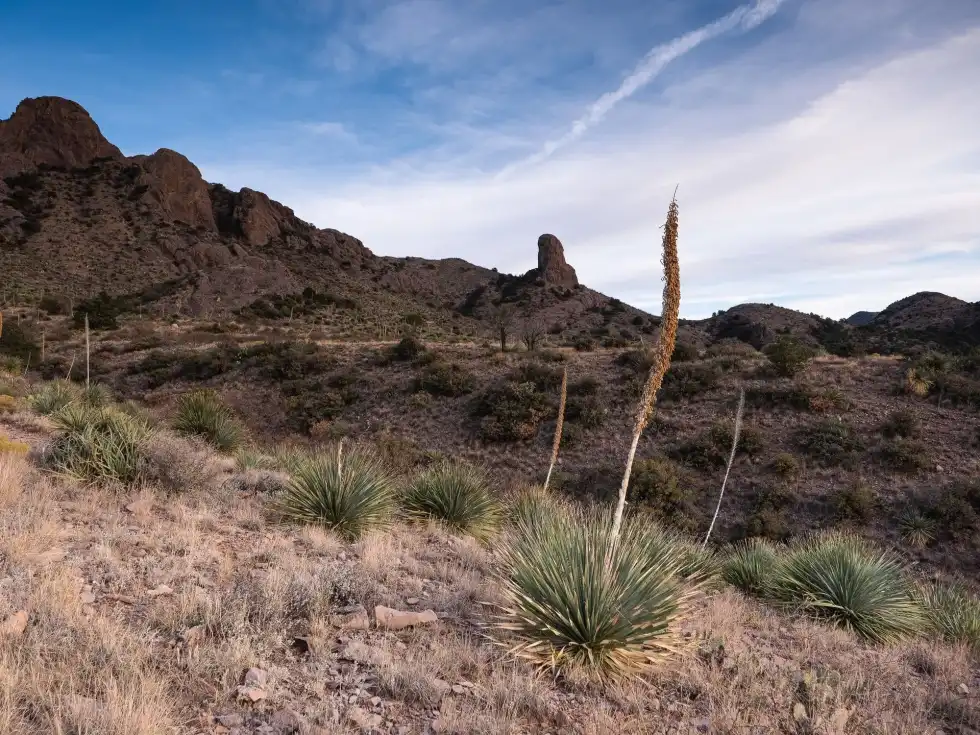 One yucca plant fact is that it has sword-like leaves.