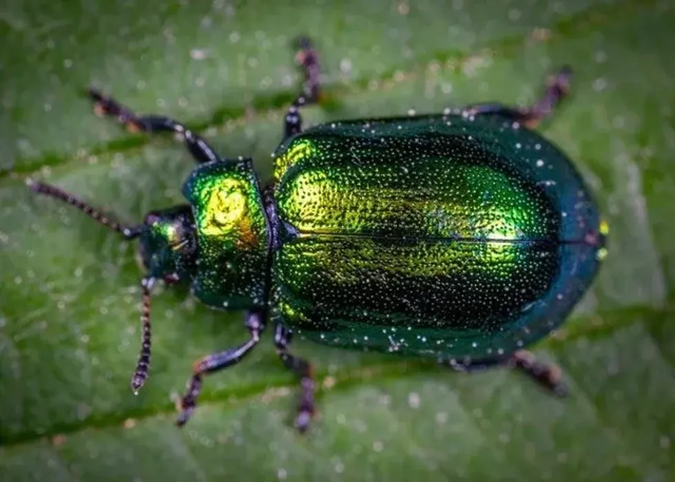 Only a few types of beetle bite can harm humans.