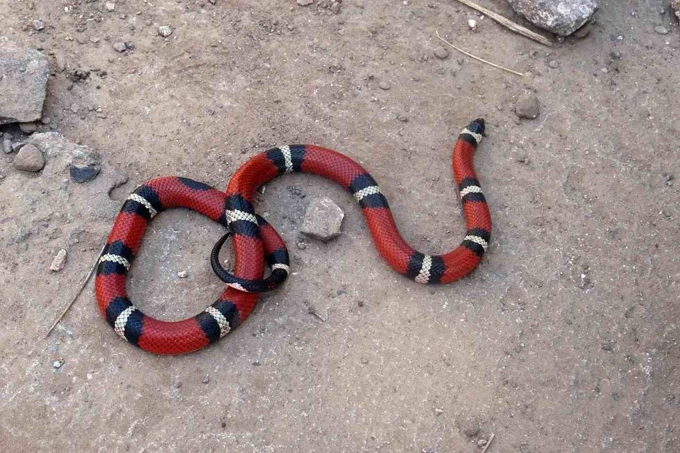 Only the coral snake has always been venomous