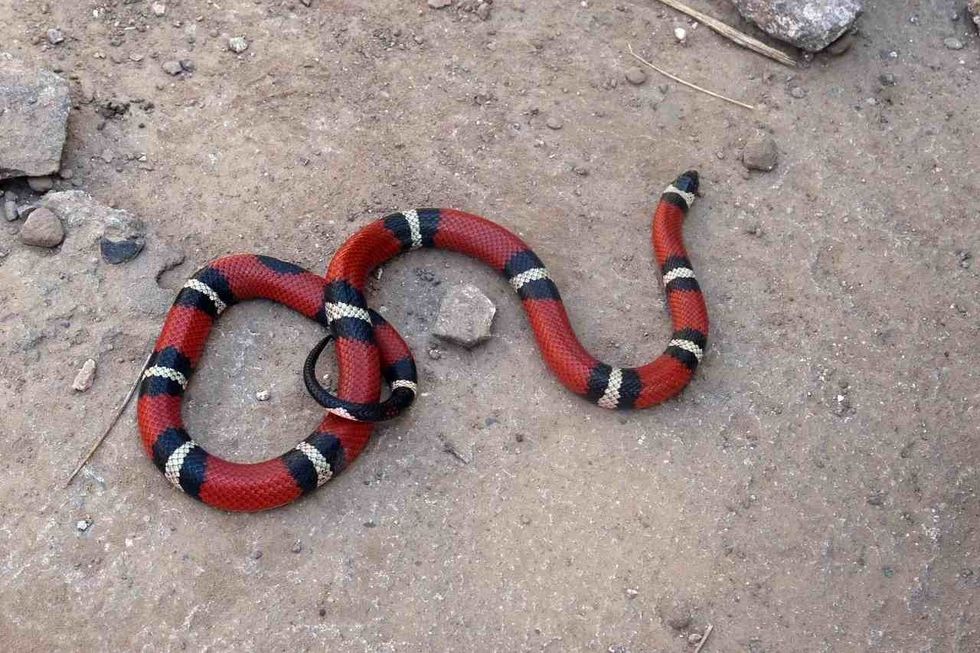 Only the coral snake has always been venomous