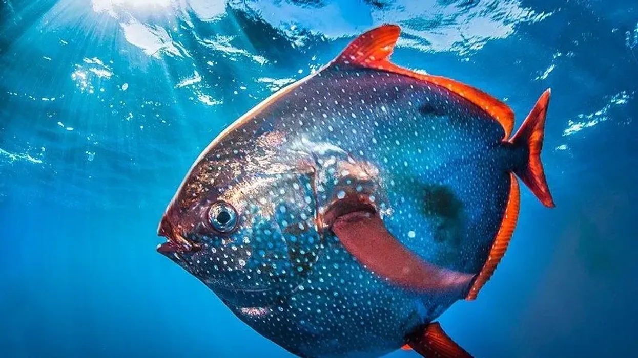 Opah facts about the first warm-blooded fish discovered.