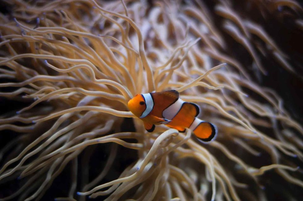 Orange and white fish in water.