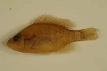 Orangespotted sunfish facts are a great read for kids.