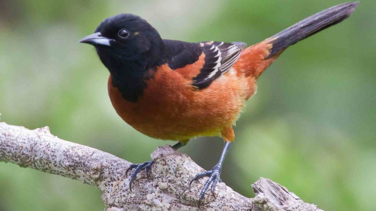Orchard oriole facts about the smallest oriole bird.
