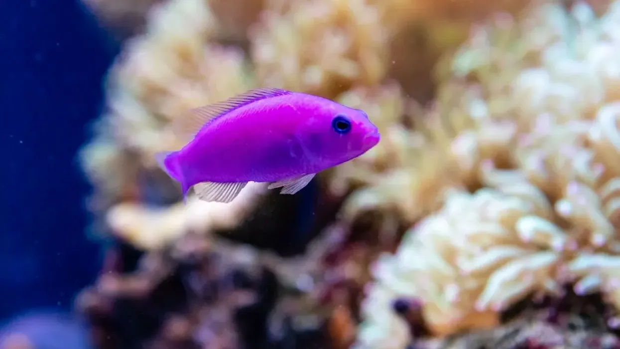 Orchid dottyback facts, Dottyback swimming in a shallow reef.