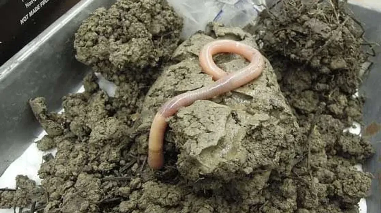 Oregon giant earthworm facts are intriguing