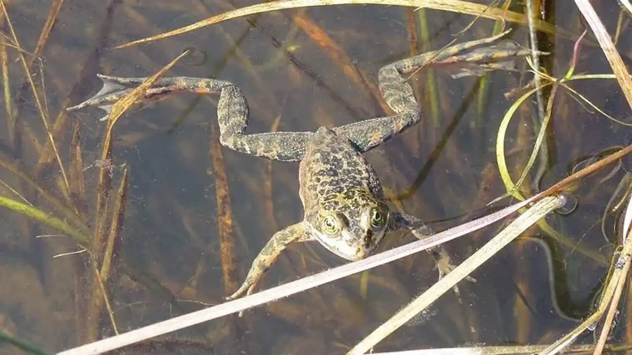 Oregon spotted frog facts are interesting.