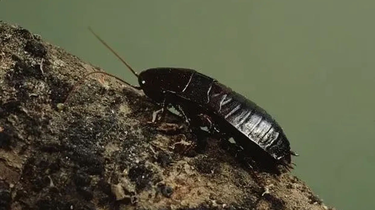 Oriental cockroach facts reveal that they stay away from places with good sanitation