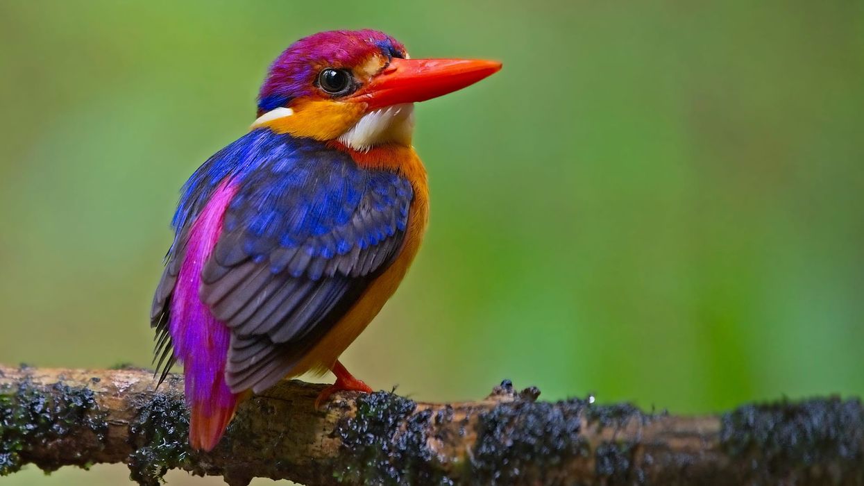 Oriental dwarf kingfisher facts are all about these colorful birds.