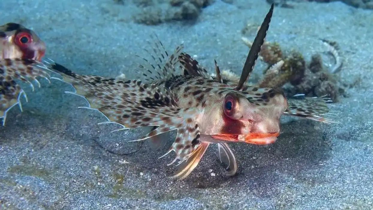 Oriental flying gurnard facts about this colorful fish.