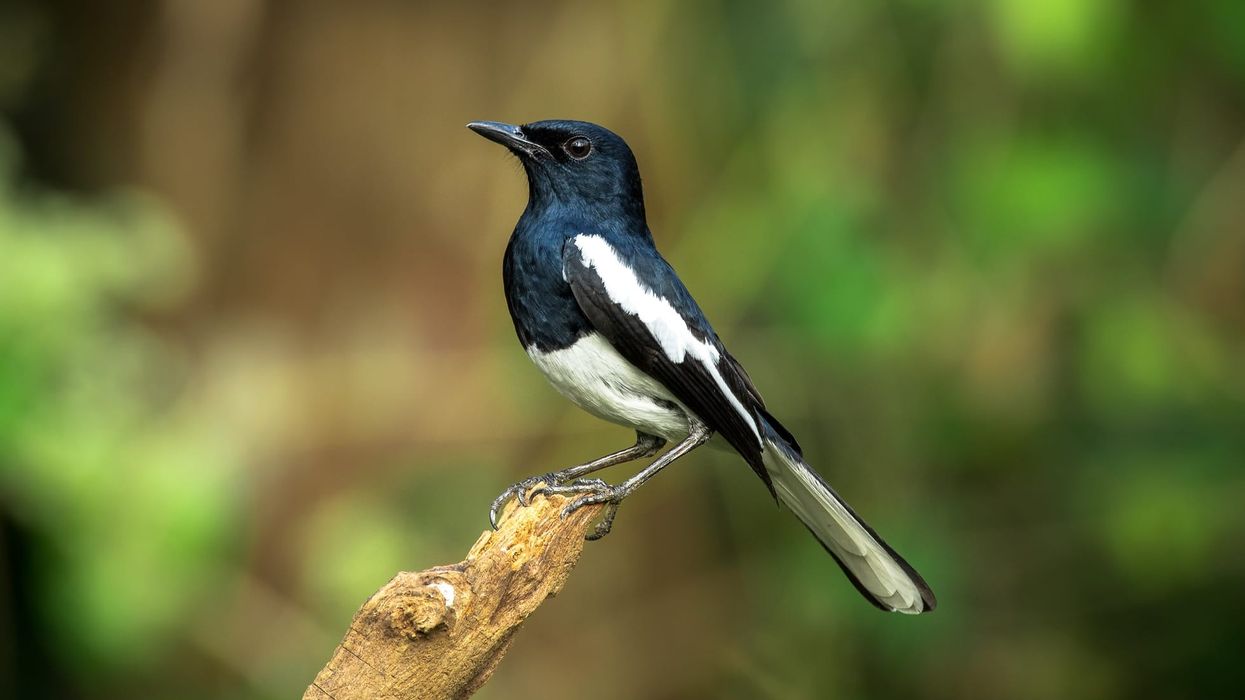 Oriental magpie robin facts are all about a unique bird of the Muscicapidae family.