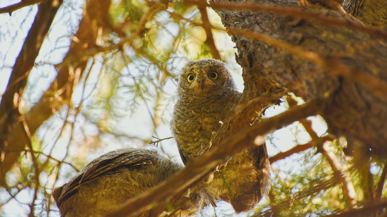 Oriental scops owl facts such as they have a large range of distribution in Asia.