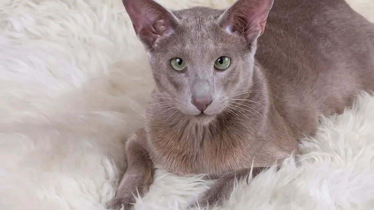 Oriental shorthair facts are fun to read.