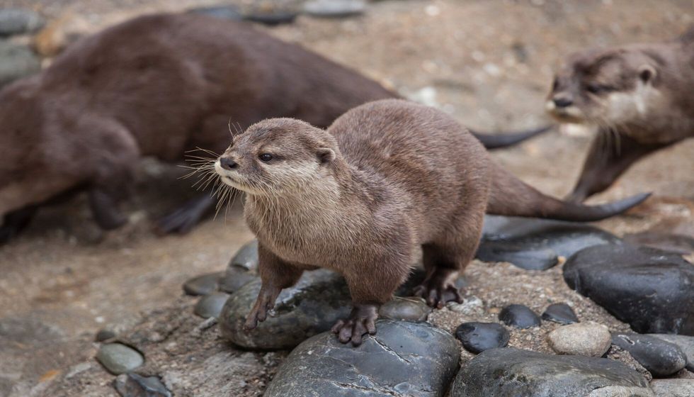 Oriental small-clawed otter.