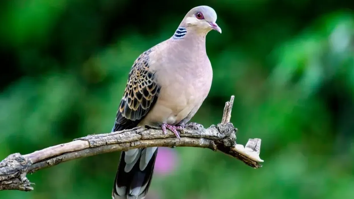 Oriental turtle dove facts include that it has a banded black and white patch on either side of its neck.