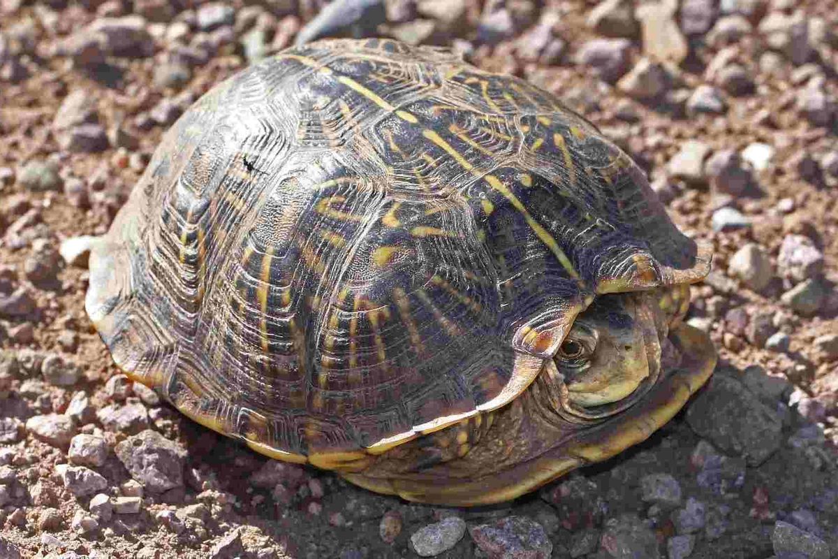 Ornate Box turtle facts for reptile lovers.