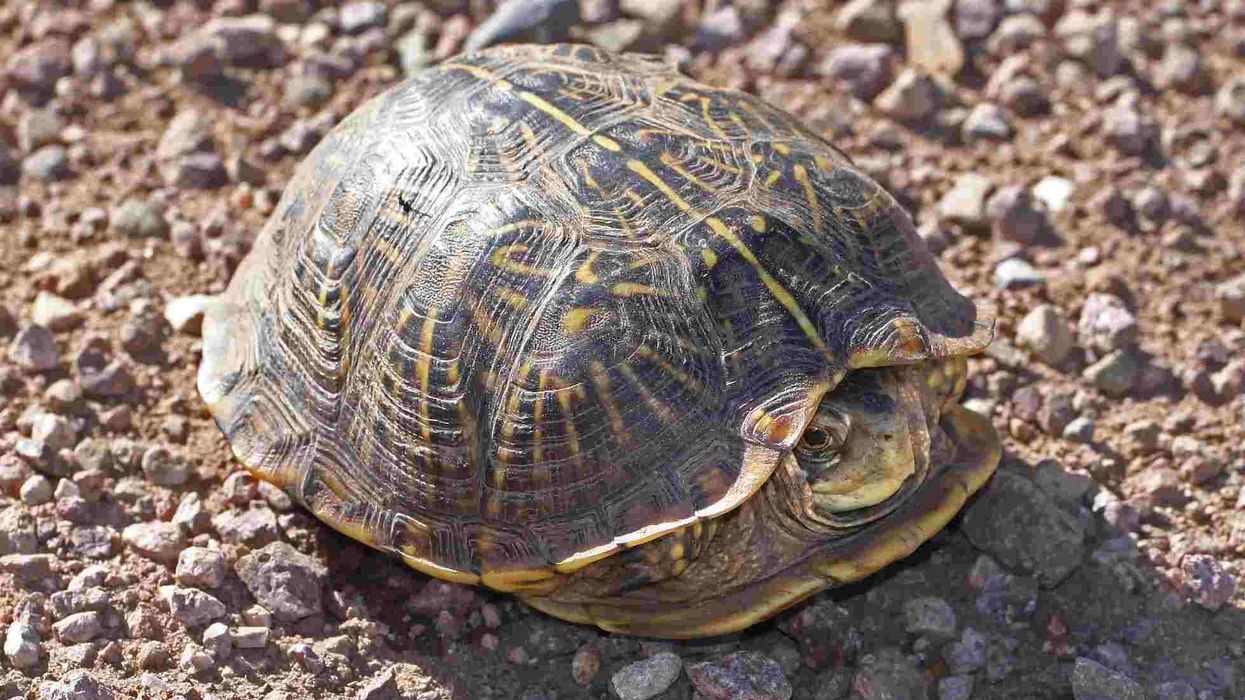 Ornate Box turtle facts for reptile lovers.