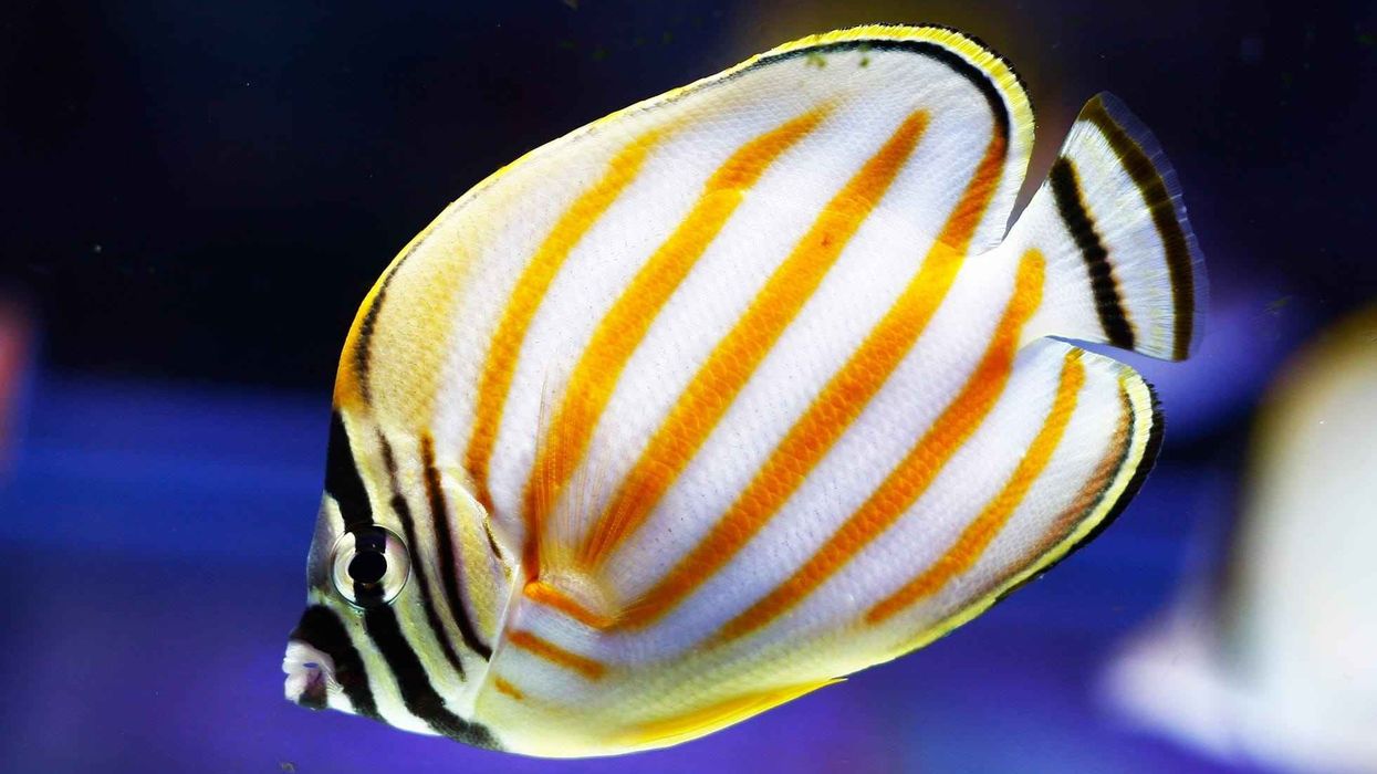 Ornate butterflyfish facts are interesting to read.
